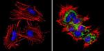 LIN28A Antibody in Immunocytochemistry (ICC/IF)