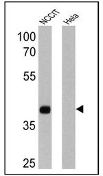 Nanog Antibody in Western Blot (WB)