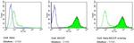 SSEA4 Antibody in Flow Cytometry (Flow)