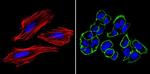 SSEA4 Antibody in Immunocytochemistry (ICC/IF)