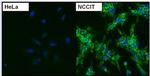 SSEA4 Antibody in Immunocytochemistry (ICC/IF)