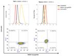 SSEA1 Antibody