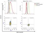 SSEA1 Antibody in Flow Cytometry (Flow)