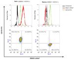 SSEA1 Antibody in Flow Cytometry (Flow)