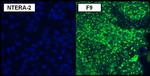 SSEA1 Antibody