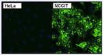 TRA-1-60 Antibody in Immunocytochemistry (ICC/IF)