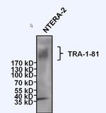 TRA-1-81 Antibody in Western Blot (WB)