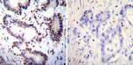 NFATC2 Antibody in Immunohistochemistry (Paraffin) (IHC (P))