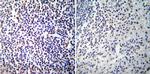 NFATC2 Antibody in Immunohistochemistry (Paraffin) (IHC (P))