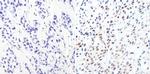 GATA3 Antibody in Immunohistochemistry (Paraffin) (IHC (P))