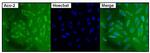 Aconitase 2 Antibody in Immunocytochemistry (ICC/IF)