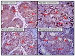 Aconitase 2 Antibody in Immunohistochemistry (Paraffin) (IHC (P))