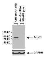 Aconitase 2 Antibody in Western Blot (WB)