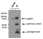 RALBP1 Antibody in Immunoprecipitation (IP)