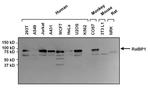 RALBP1 Antibody in Western Blot (WB)