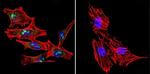 STAT1 Antibody in Immunocytochemistry (ICC/IF)