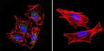 STAT1 Antibody in Immunocytochemistry (ICC/IF)