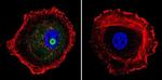 STAT1 Antibody in Immunocytochemistry (ICC/IF)