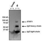 STAT1 Antibody in Immunoprecipitation (IP)