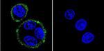 PSD-95 Antibody in Immunocytochemistry (ICC/IF)