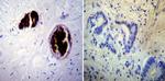 Adiponectin Antibody in Immunohistochemistry (Paraffin) (IHC (P))