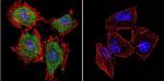 Cytohesin 1 Antibody in Immunocytochemistry (ICC/IF)