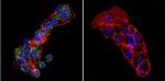 Cytohesin 1 Antibody in Immunocytochemistry (ICC/IF)