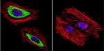 Cytohesin 2 Antibody in Immunocytochemistry (ICC/IF)