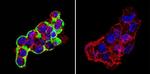 Cytohesin 2 Antibody in Immunocytochemistry (ICC/IF)