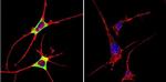 Cytohesin 2 Antibody in Immunocytochemistry (ICC/IF)