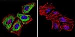 Cytohesin 1/2 Antibody in Immunocytochemistry (ICC/IF)