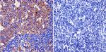 Cytohesin 1/2 Antibody in Immunohistochemistry (Paraffin) (IHC (P))