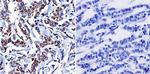 Cytohesin 1/2 Antibody in Immunohistochemistry (Paraffin) (IHC (P))