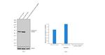 Cytokeratin 8 Antibody in Western Blot (WB)