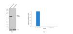 Desmin Antibody in Western Blot (WB)