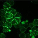 CD56 Antibody in Immunocytochemistry (ICC/IF)