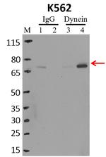 Dynein Antibody in RNA Immunoprecipitation (RIP)