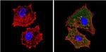 EIF2S1 Antibody in Immunocytochemistry (ICC/IF)