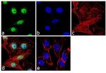 CREB Antibody in Immunocytochemistry (ICC/IF)