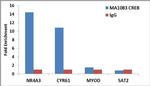 CREB Antibody in ChIP Assay (ChIP)