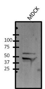 FOXA1 Antibody in Western Blot (WB)