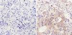 FOXA1 Antibody in Immunohistochemistry (Paraffin) (IHC (P))