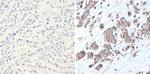 ERK2 Antibody in Immunohistochemistry (Paraffin) (IHC (P))