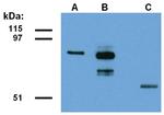 ABRA1 Antibody in Western Blot (WB)