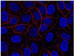 AHNAK Antibody in Immunocytochemistry (ICC/IF)