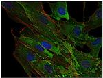 AHNAK Antibody in Immunocytochemistry (ICC/IF)