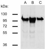 beta Catenin Antibody in Western Blot (WB)