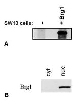 BRG1 Antibody in Western Blot (WB)