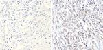 p38 MAPK gamma Antibody in Immunohistochemistry (Paraffin) (IHC (P))