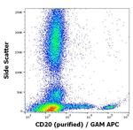 CD20 Antibody in Flow Cytometry (Flow)